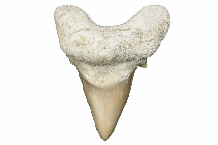 Pathological Otodus Shark Tooth - Morocco #289579